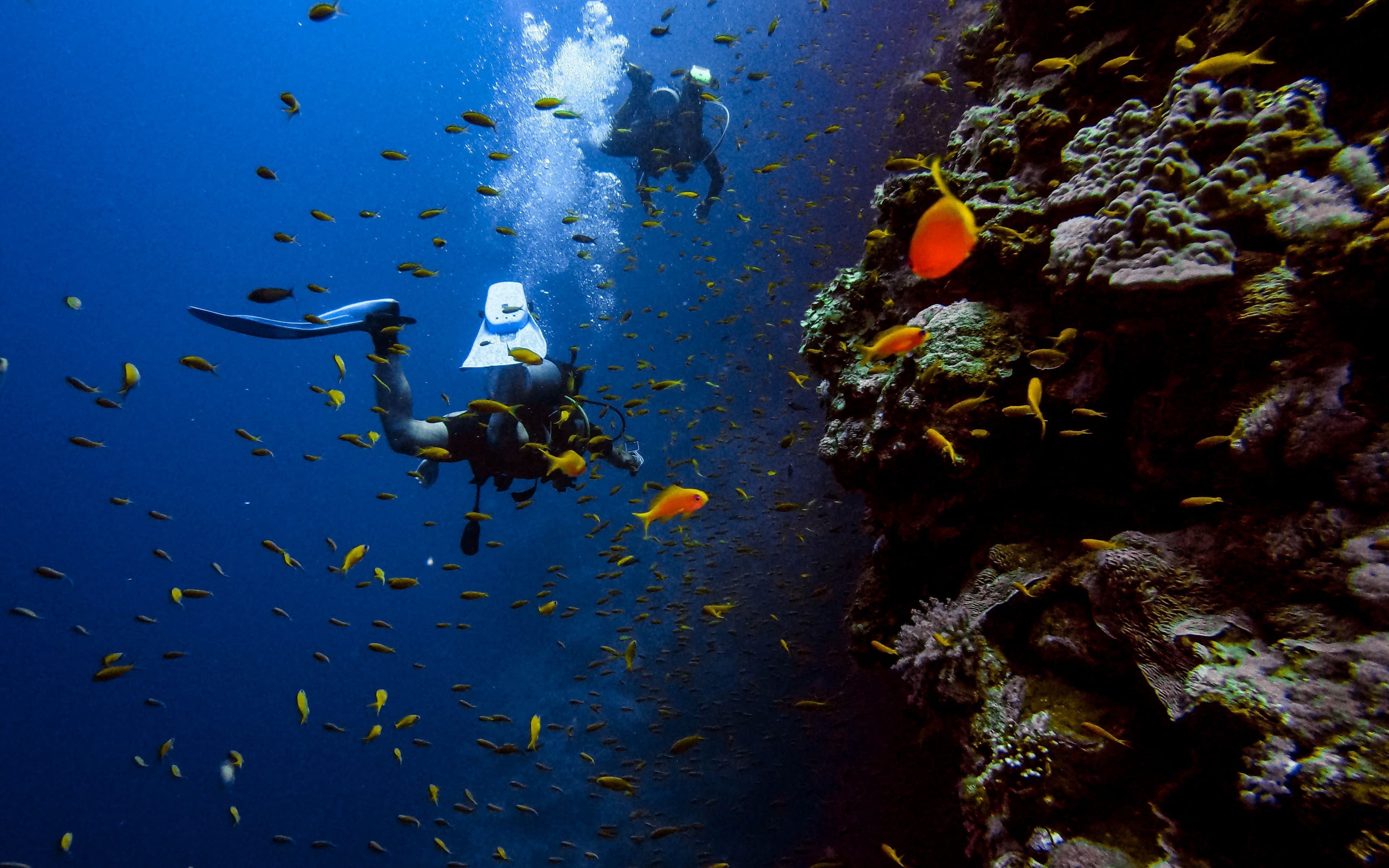 Аквалангисты исследуют множество разноцветных рыб вокруг скалистого рифа.