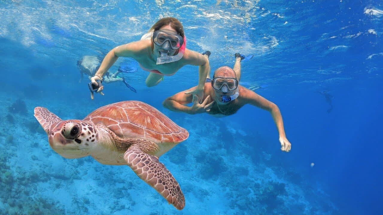 The divers take a photo with a sea turtle in the Trincomalee Sri Lanka