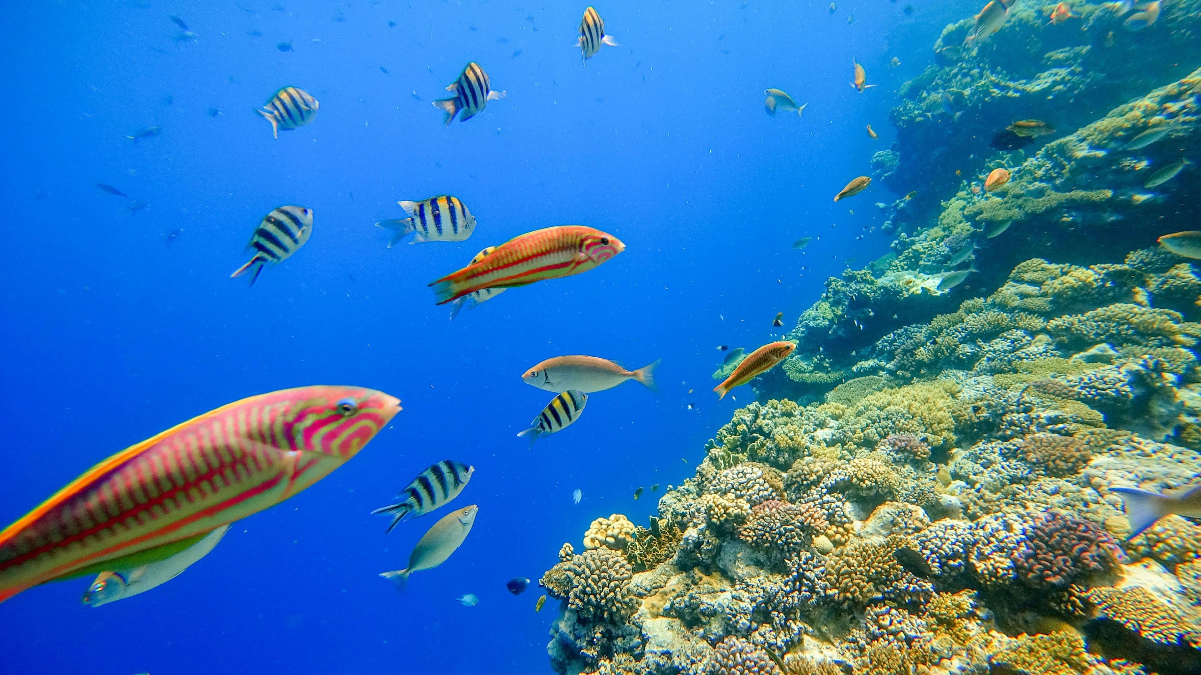 Coral Reef and Tropical Fish in Sunlight in the sea Unawatuna Sri Lanka