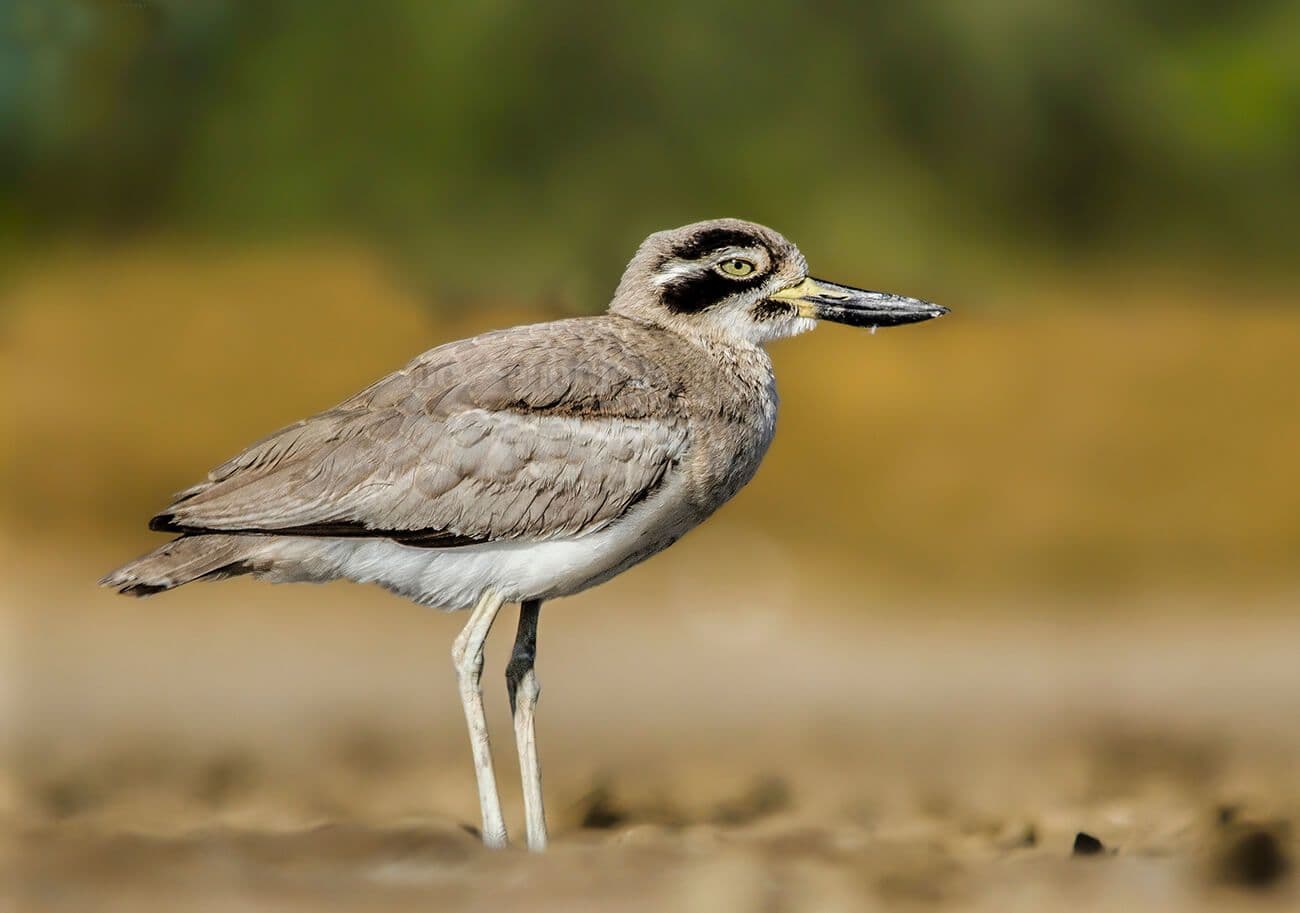 Great Thick-knee a beautiful bird specie in Tangalle Sri Lanka