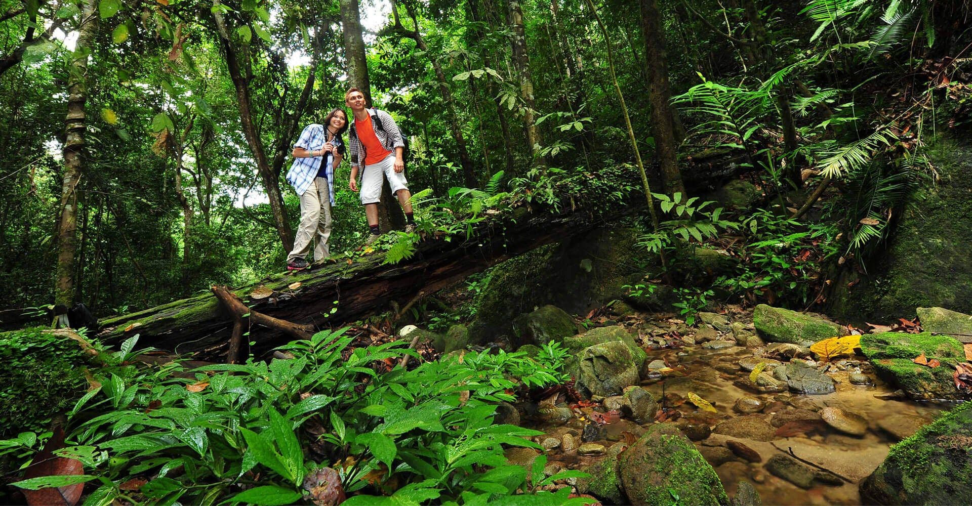السياح يستكشفون النباتات والحيوانات في الغابة المطيرة Kithulgala ، سريلانكا