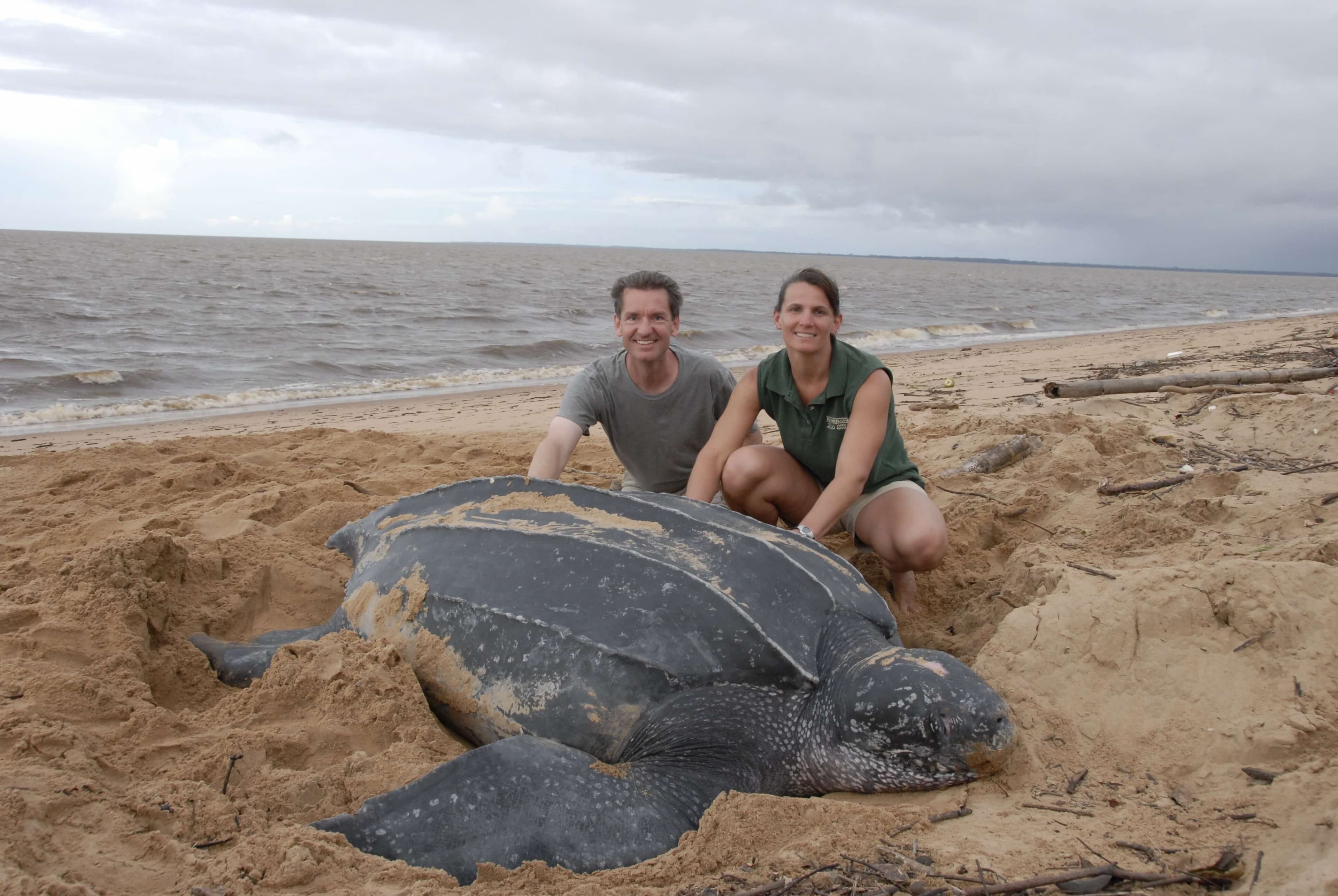 A couple watching a big turtle in Rekawa Beach Sri Lanka