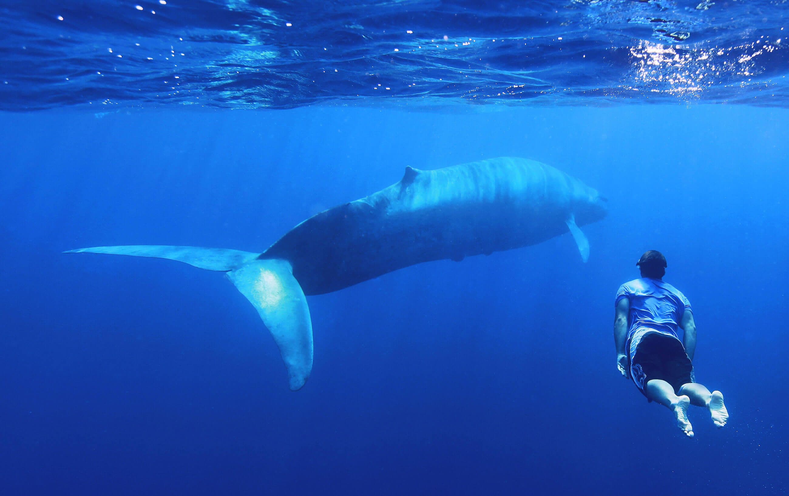 A man explore the huge whale in Trincomalee sea Sri Lanka
