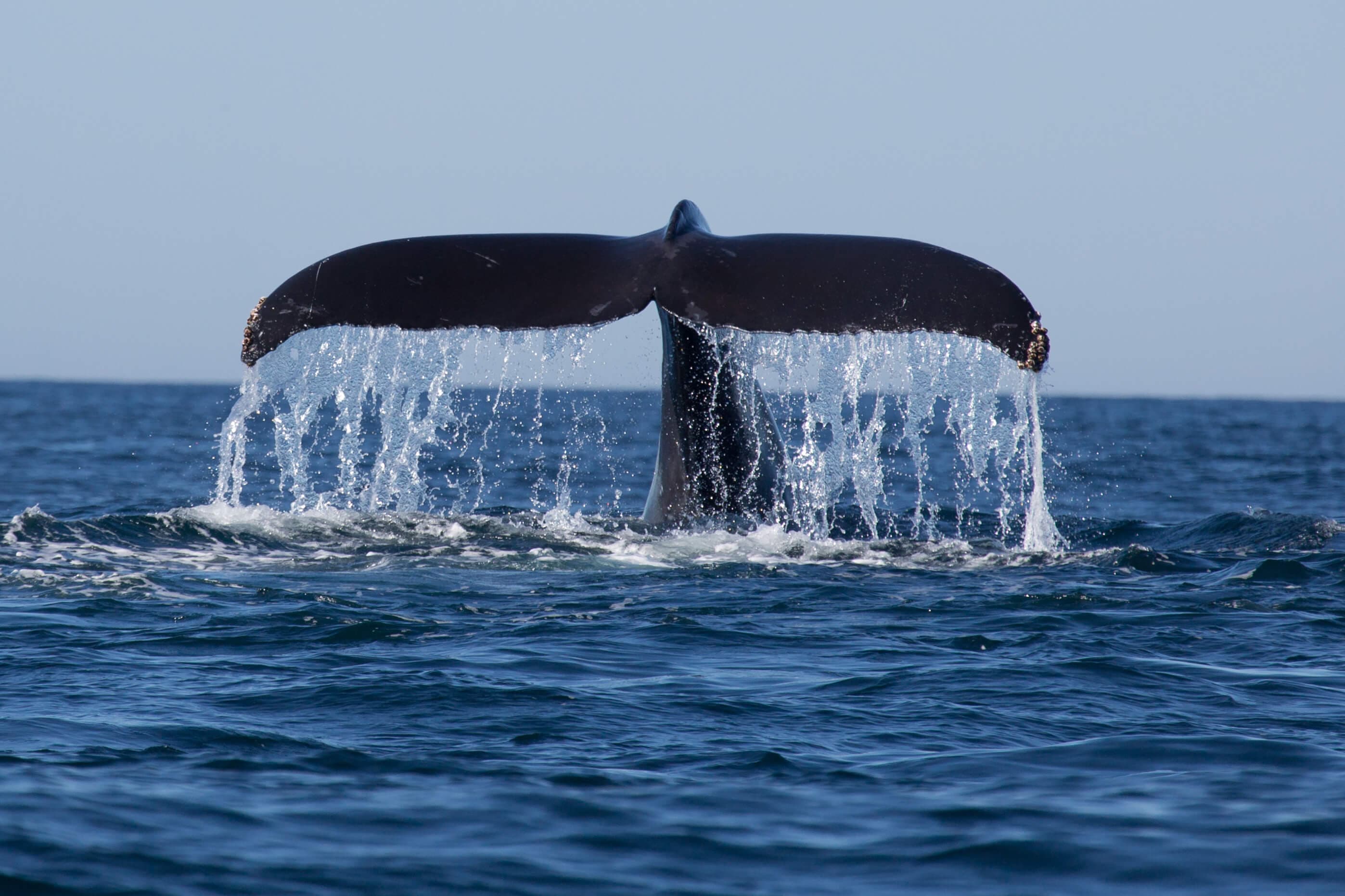 A big vertical whale fin in the sea Mirissa Sri Lanka