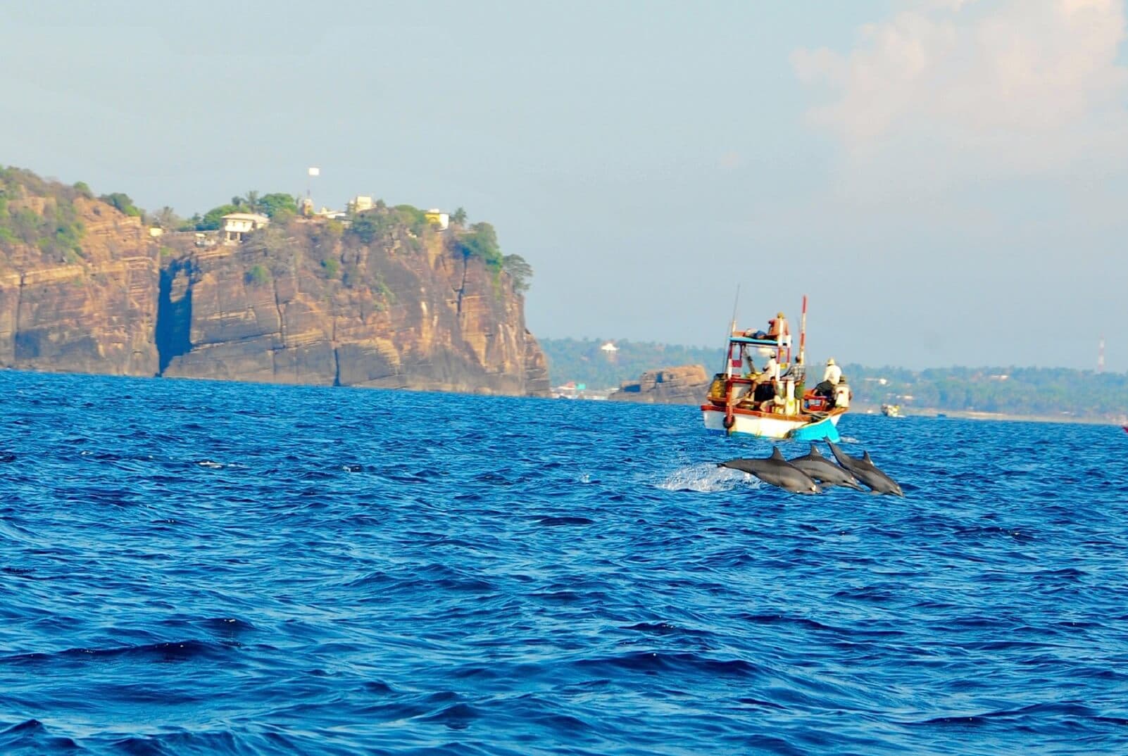 The dolphins swim near the harbour of Trincomalee in Sri Lanka