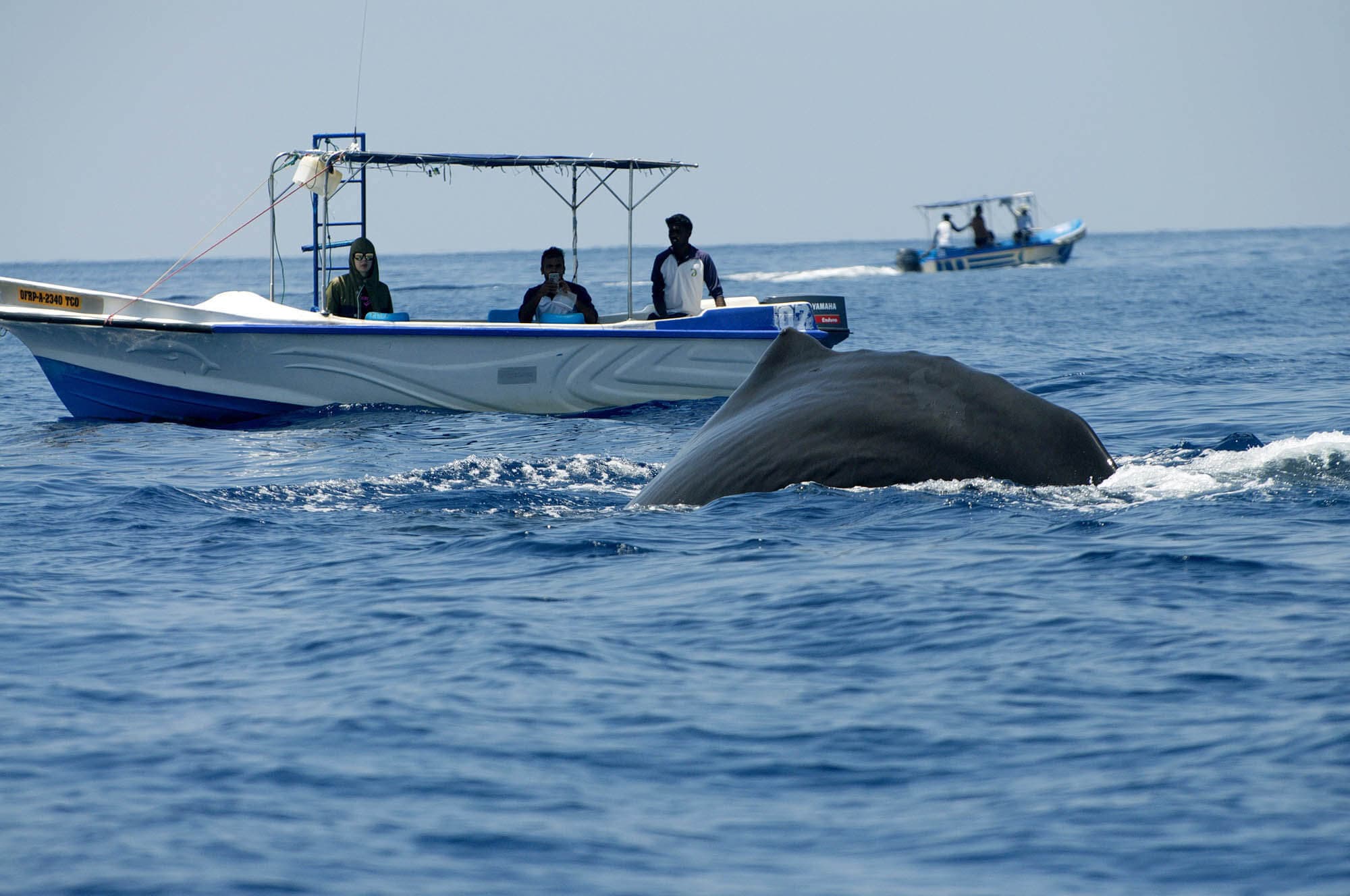 A photo of whale watching tour in Trincomalee Sri Lanka