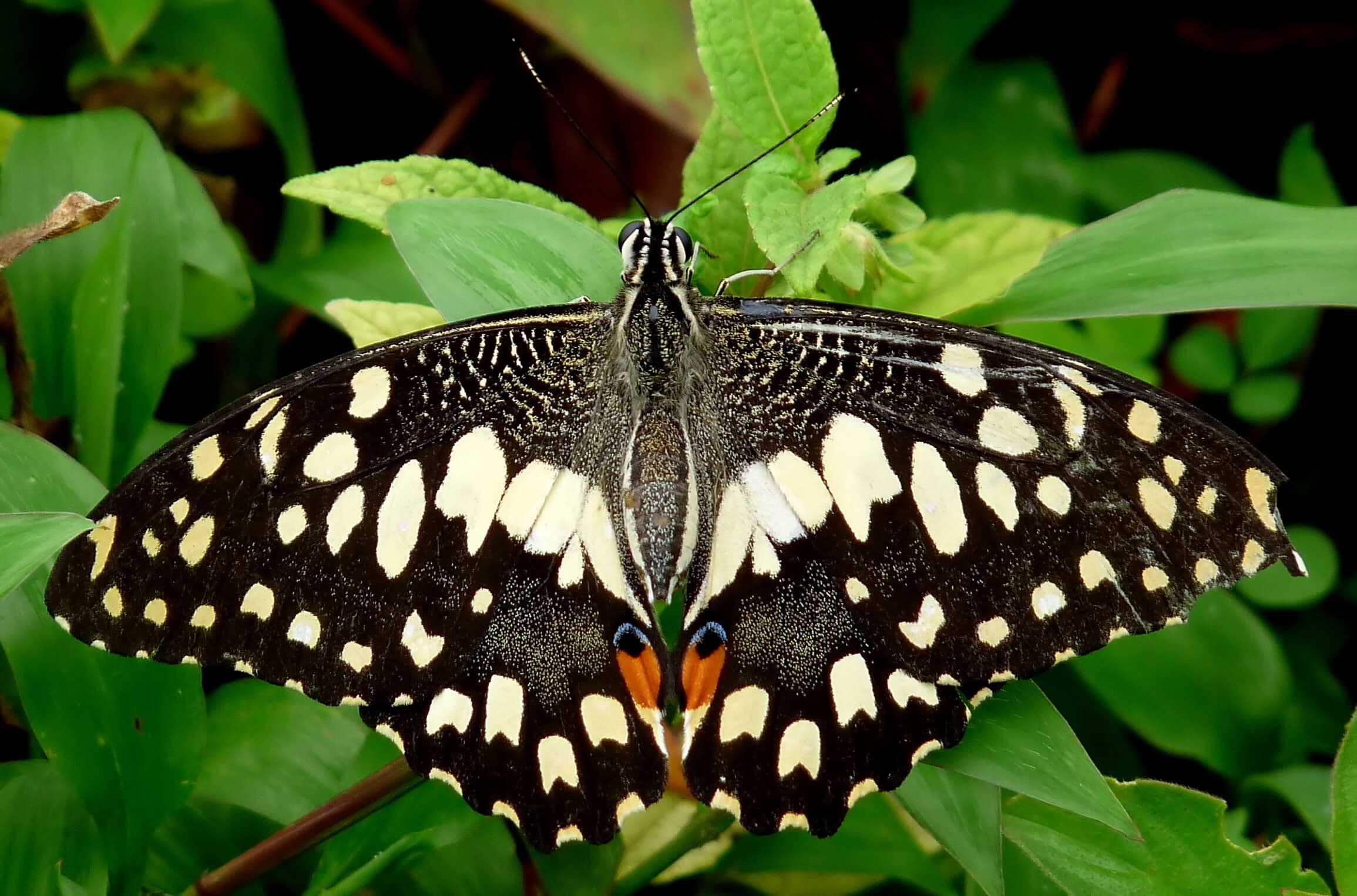 Una especie de mariposa endémica llamada mariposa tilo común Yala Sri Lanka