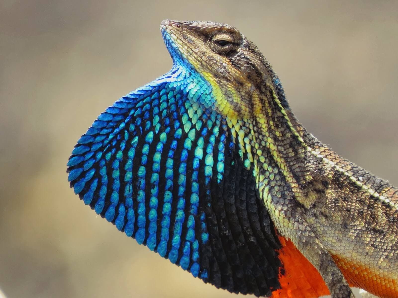 Эндемичный вид рептилий Окрашенная и веерная губная ящерица в буферной зоне национального парка Яла в Шри-Ланке.