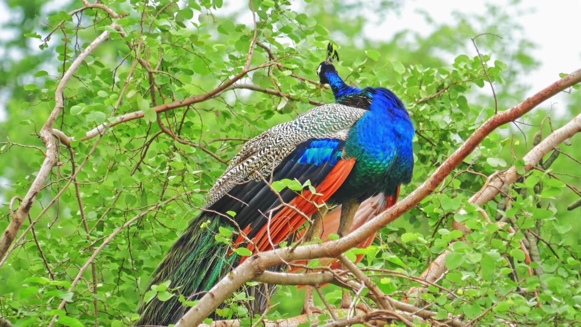 El hermoso pájaro Peacock en el límite del bosque de Yala Sri Lanka