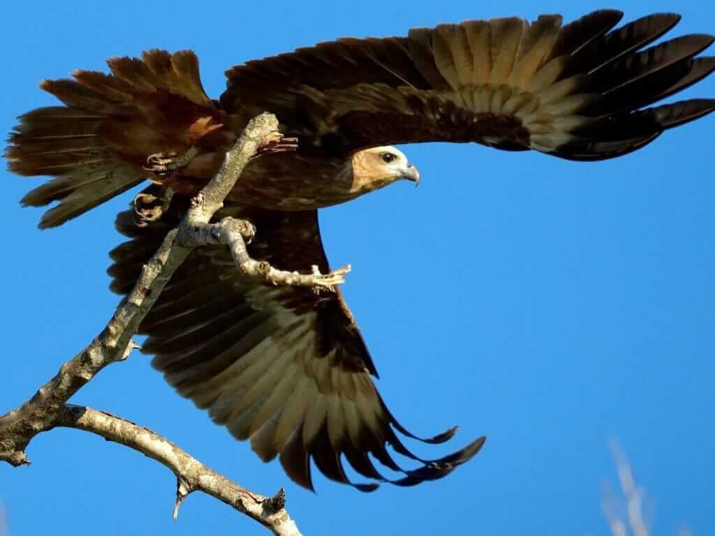 Клинохвостый орел - перелетная птица в Яла, Шри-Ланка.