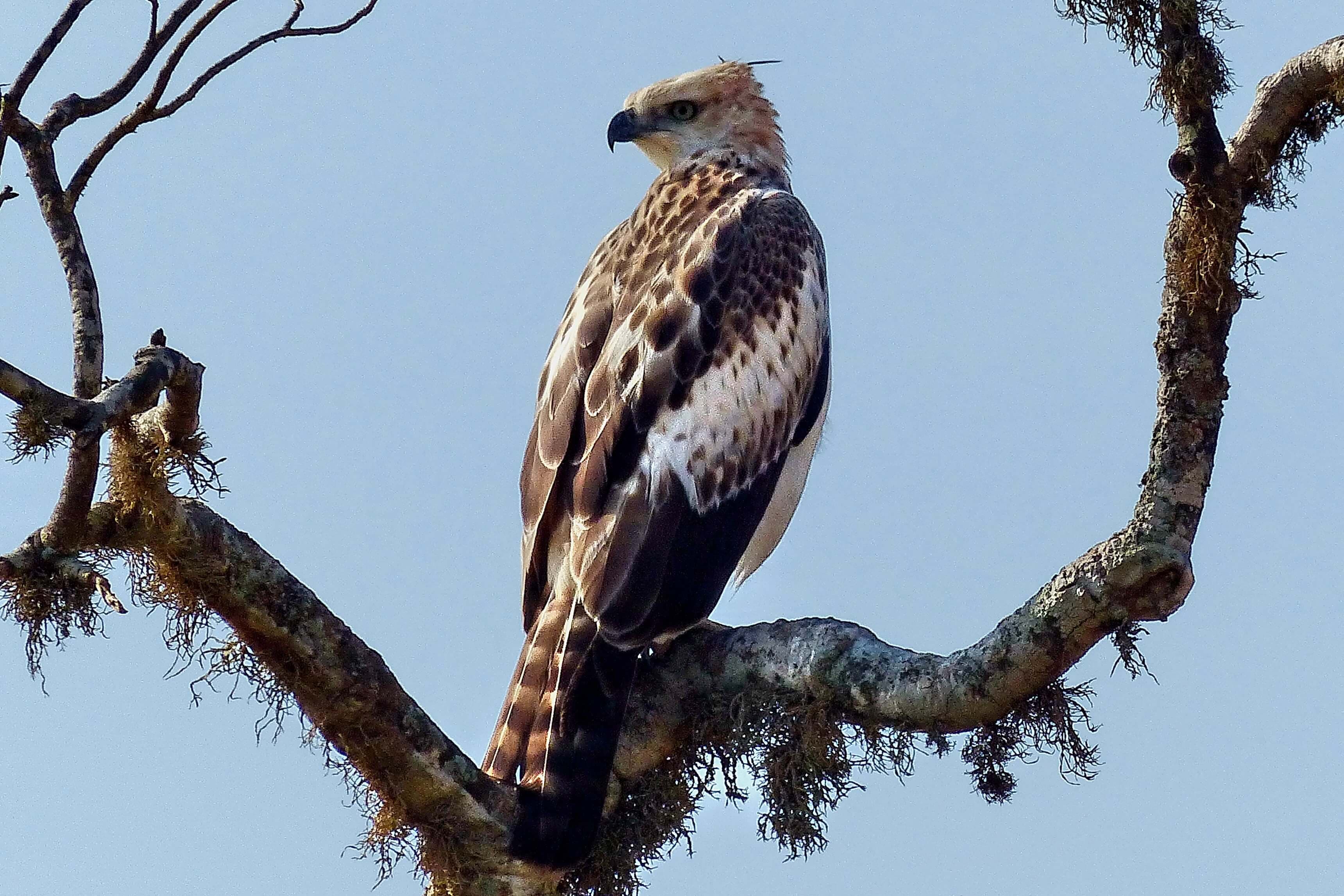 El águila en el Parque Nacional de Yala Sri Lanka