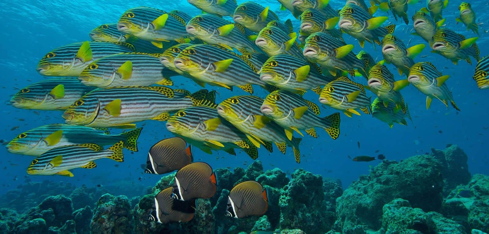 斯里兰卡亚拉水下海中的美丽鱼类