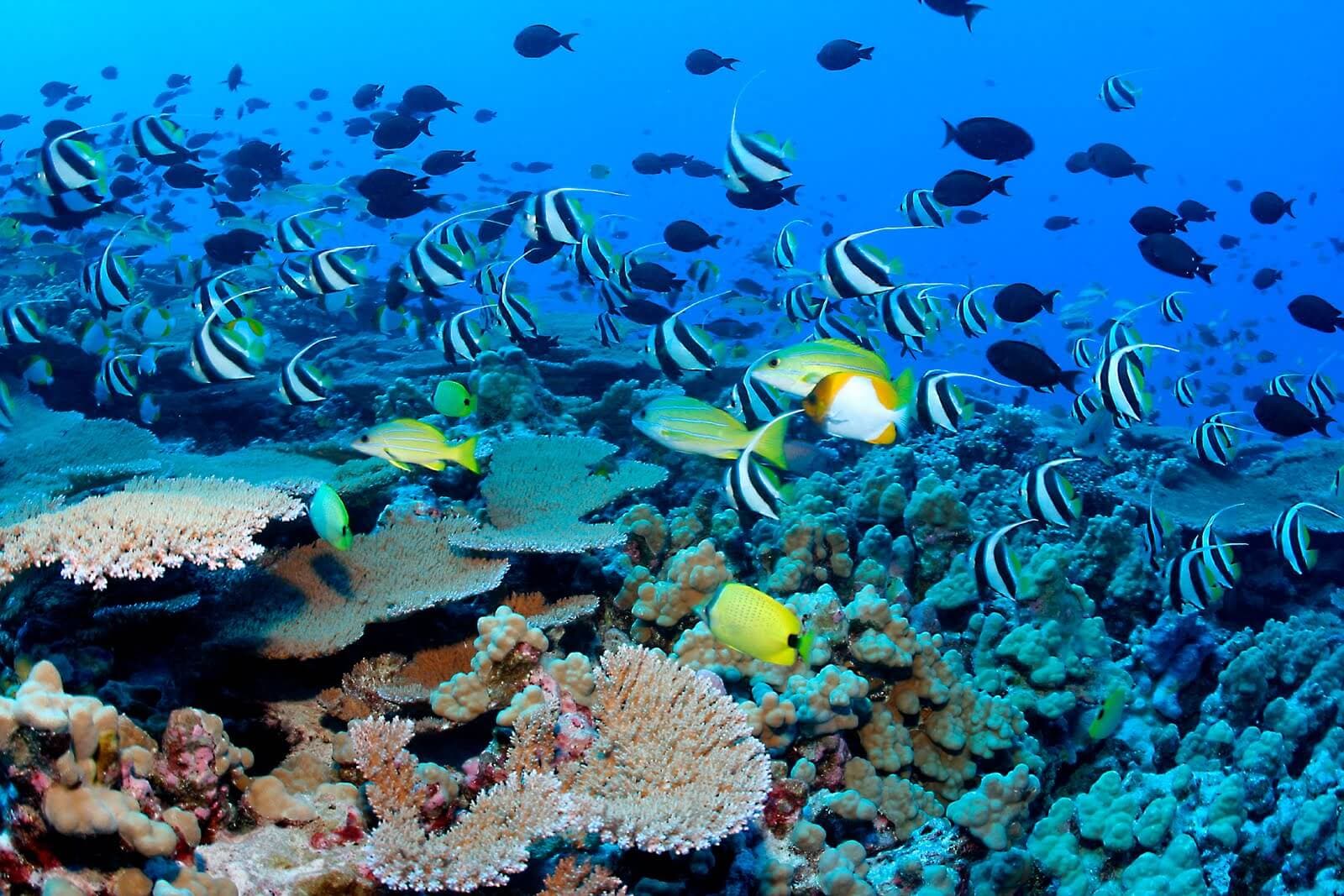Куча разноцветных рыб плавает в глубоком море Яла на Шри-Ланке.