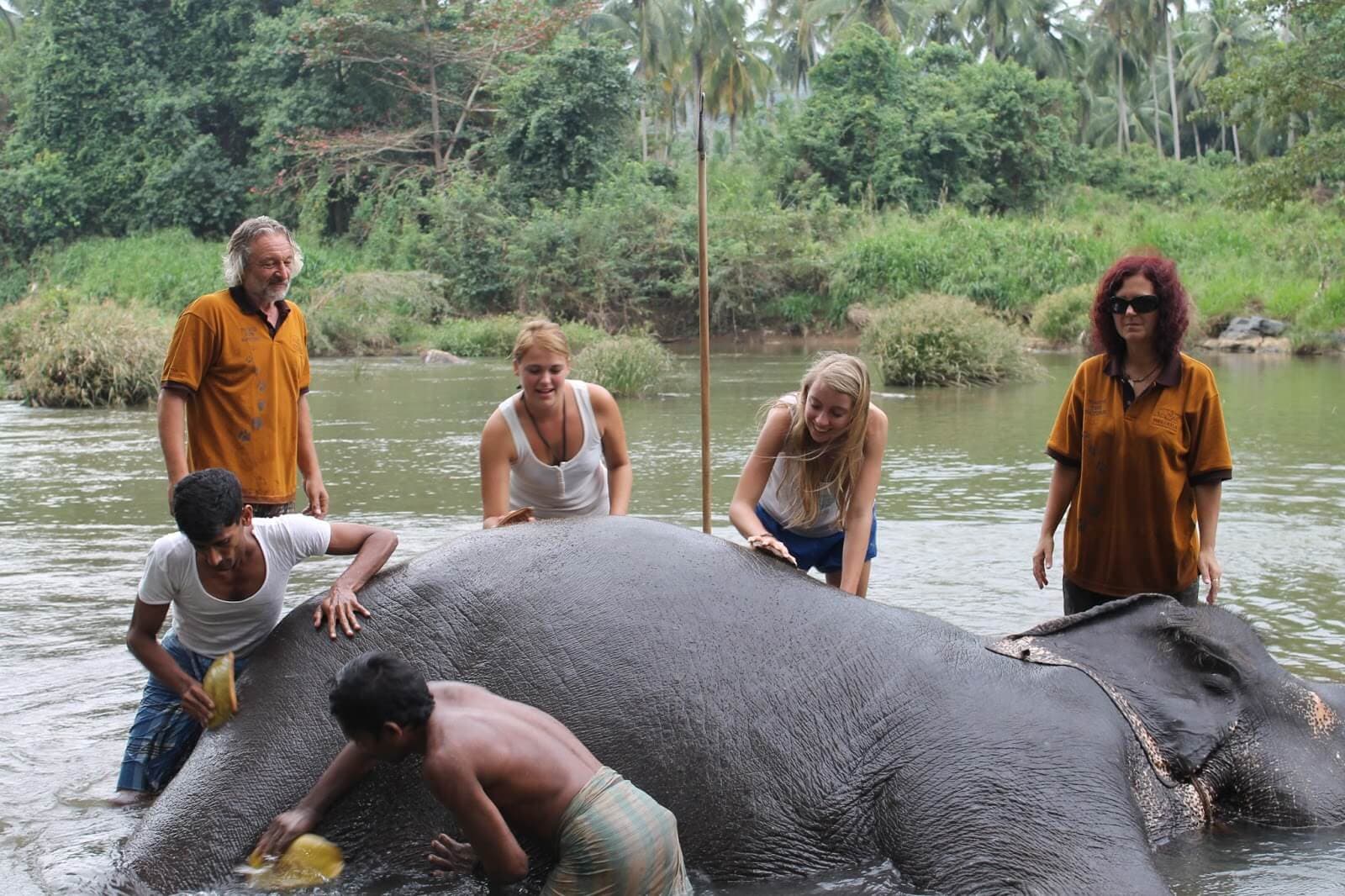 Touristen helfen beim Baden eines Elefanten, Sri Lanka.