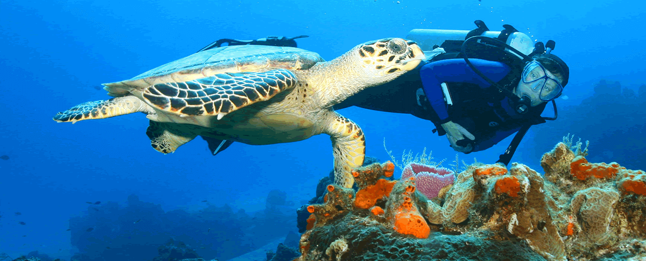 Divers following a turtle underwater swimming through the coral reef, Colombo, Sri Lanka.
