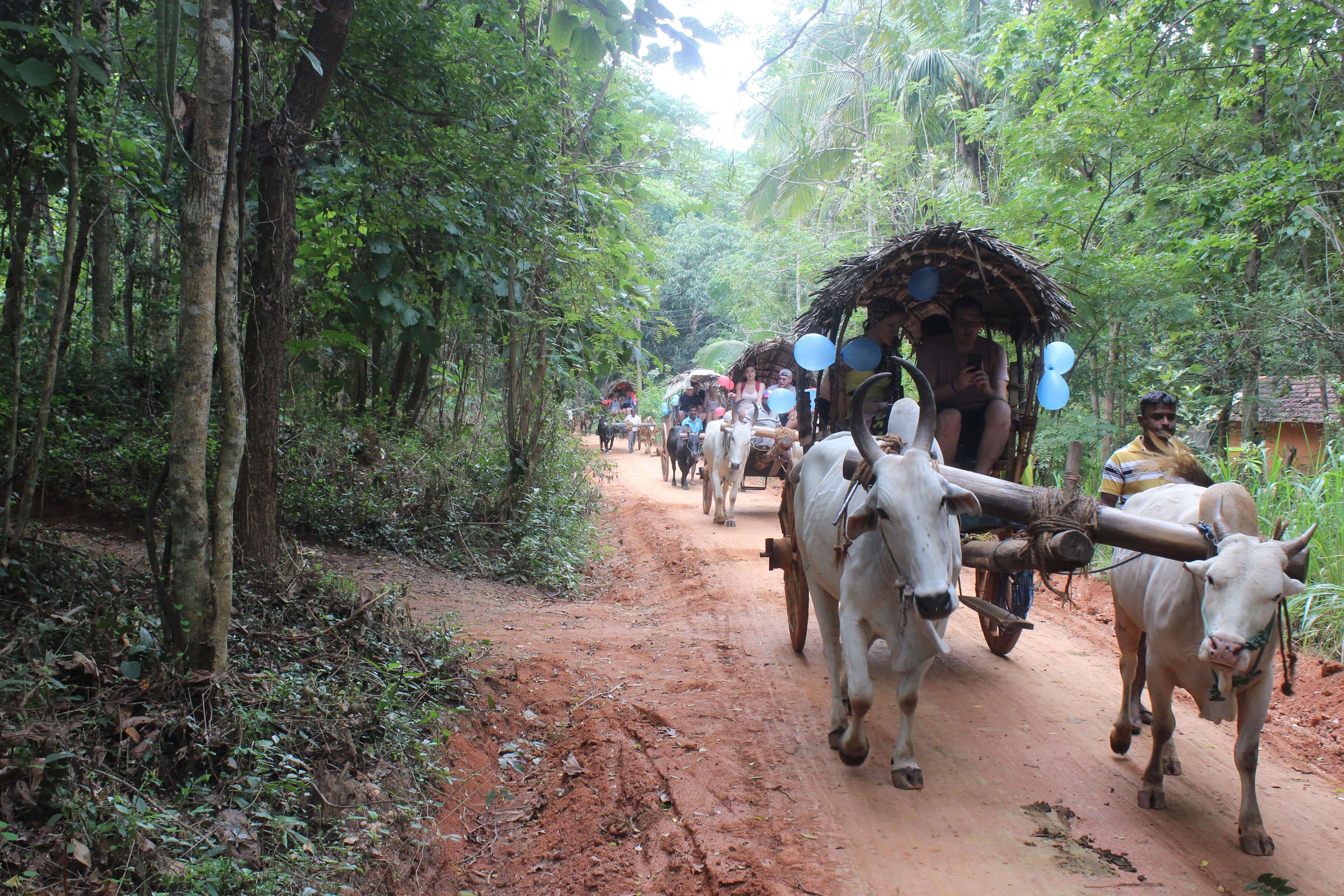 A group of people riding the local bullock cart.