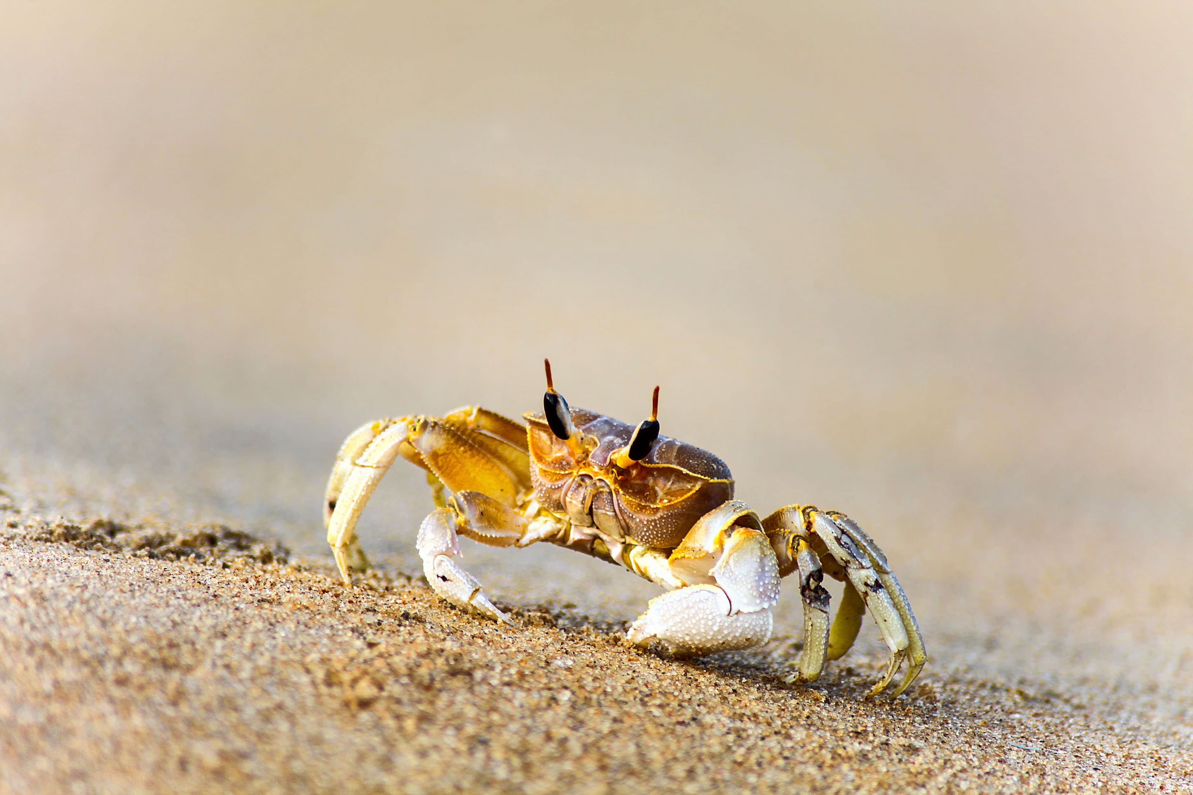 Krabbe bewegt sich auf der Suche nach Nahrung am Strand entlang, Kalpitiya, Sri Lanka.