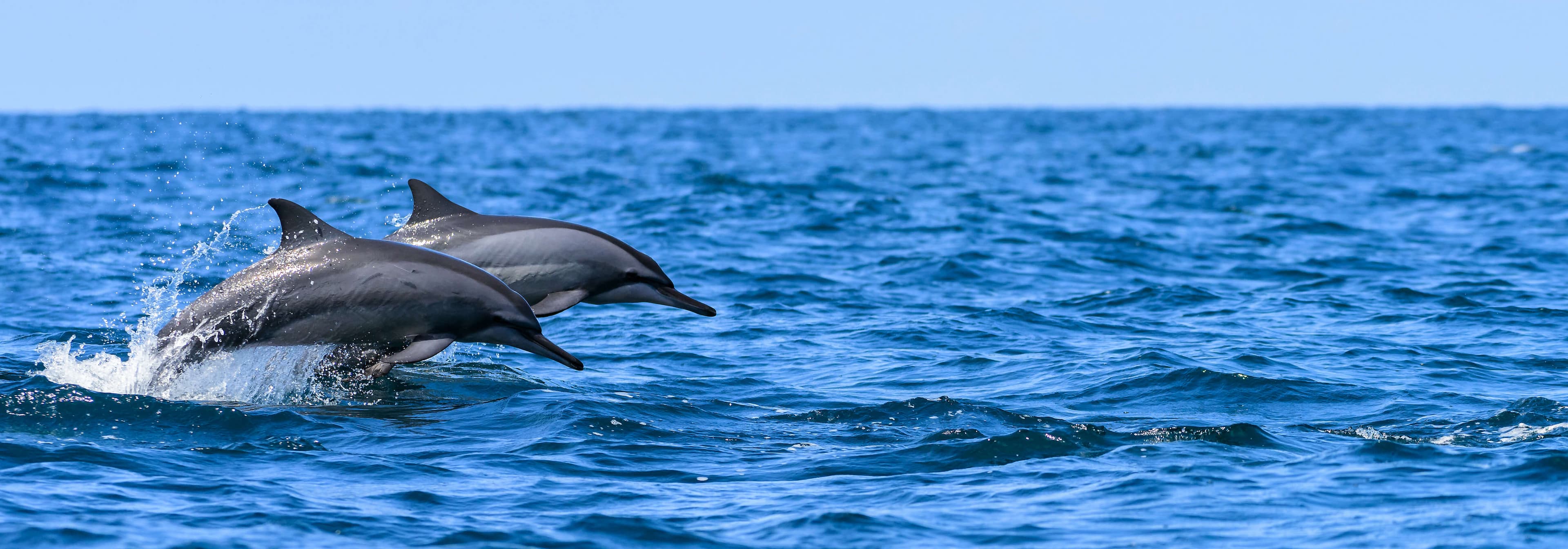 الدلافين الدوارة تقفز من الماء قبالة ساحل كالبيتيا ، سريلانكا.