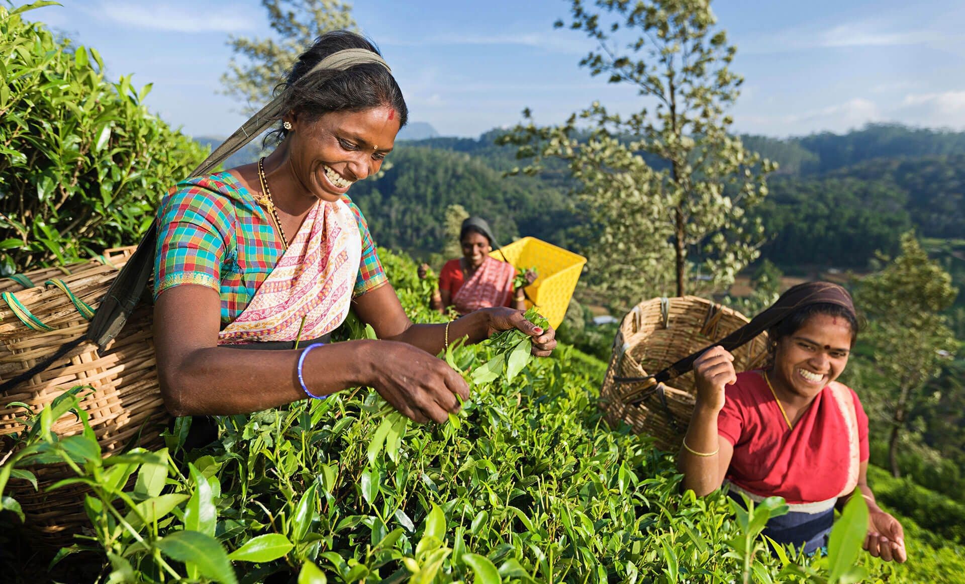 Tea pickers in Nuwara Eliya, Sri Lanka.