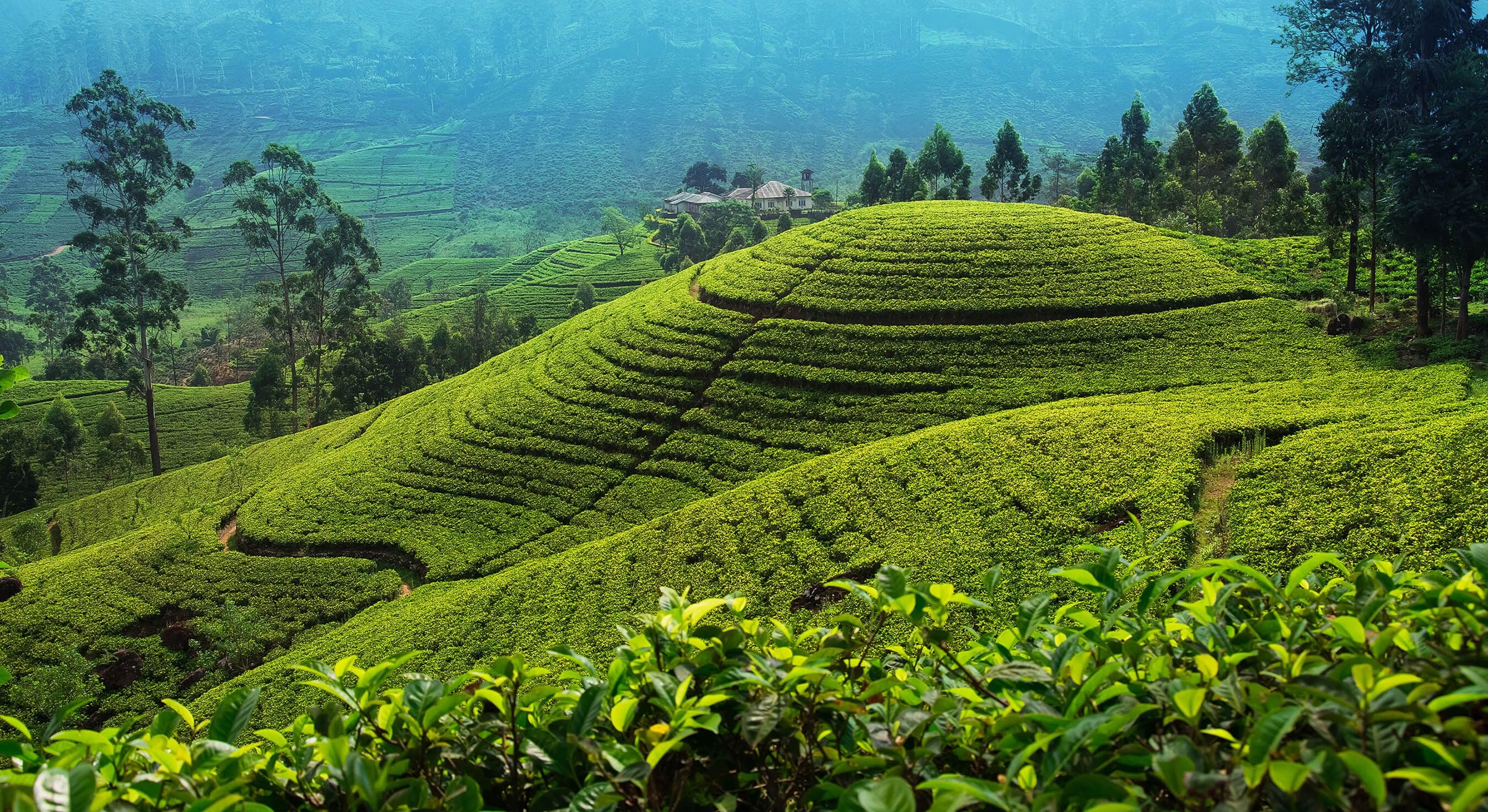 مزرعة الشاي في أعلى الريف بالقرب من نوارا إليا ، سريلانكا.