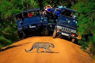 在斯里兰卡亚拉国家公园，一只准备过马路的豹子准备狩猎。