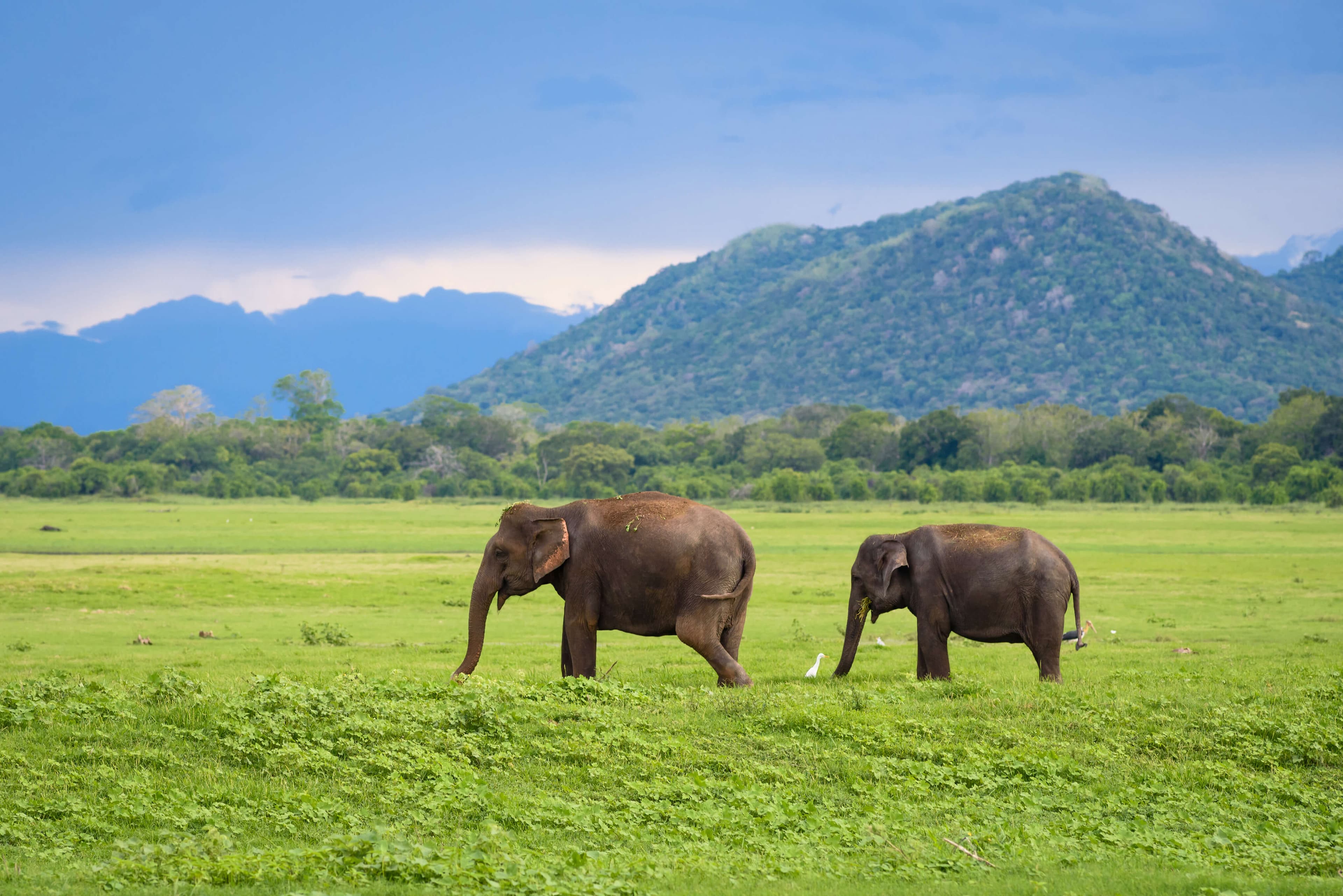 斯里兰卡乌达瓦拉维国家公园的两只年轻亚洲大象。