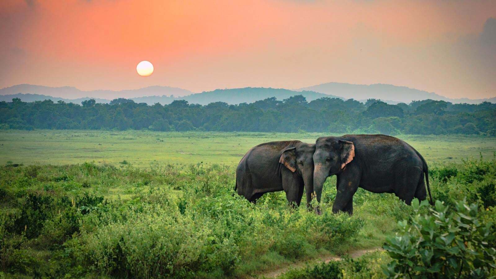 الأفيال في حديقة Udawalawe الوطنية ، سري لانكا.