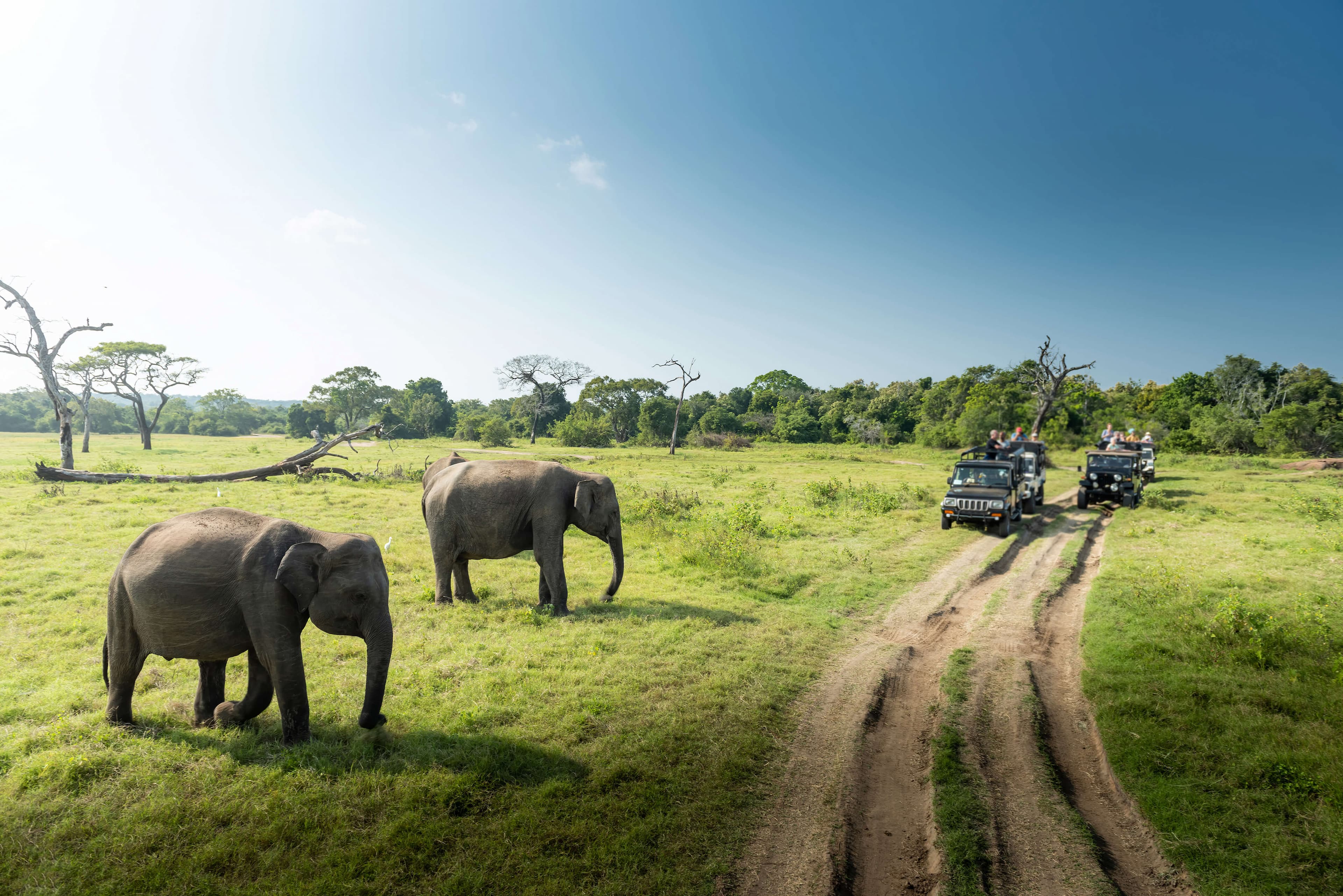 Wild elephants in the beautiful landscape in Yala, Sri Lanka.