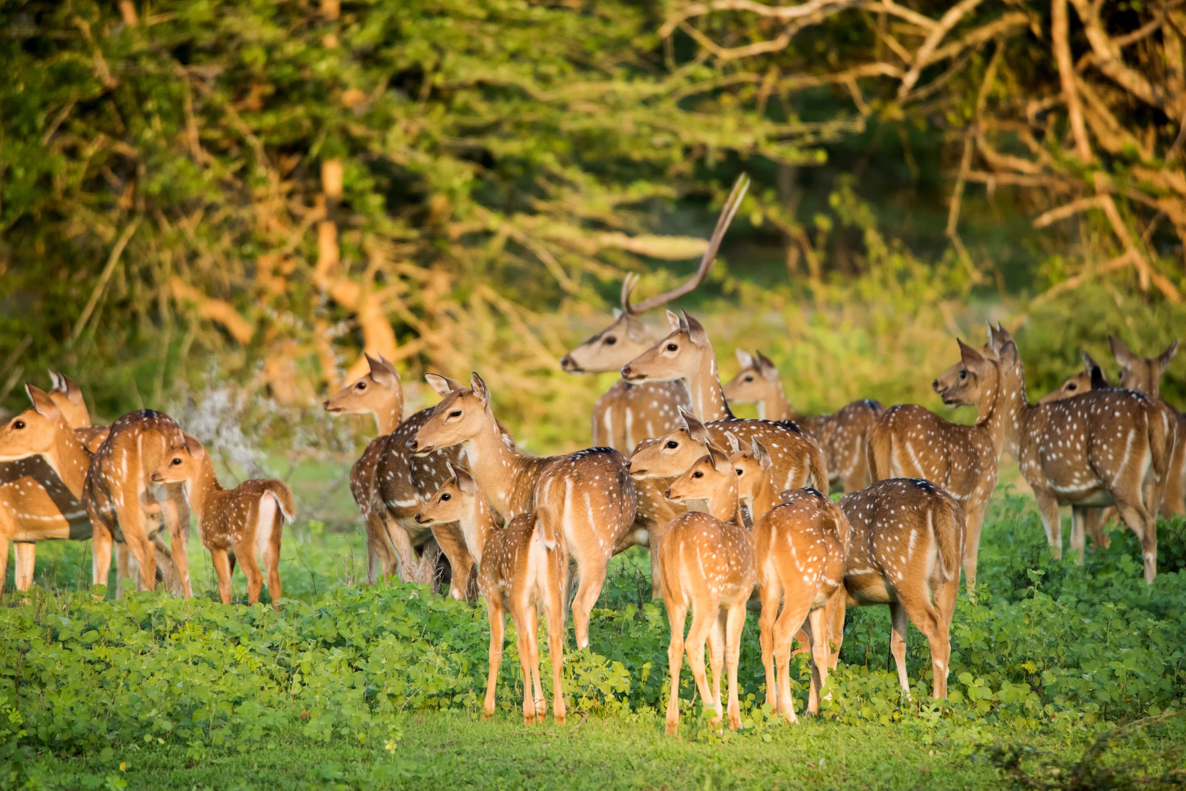 A group of deers at Yala National Park, Sri Lanka.
