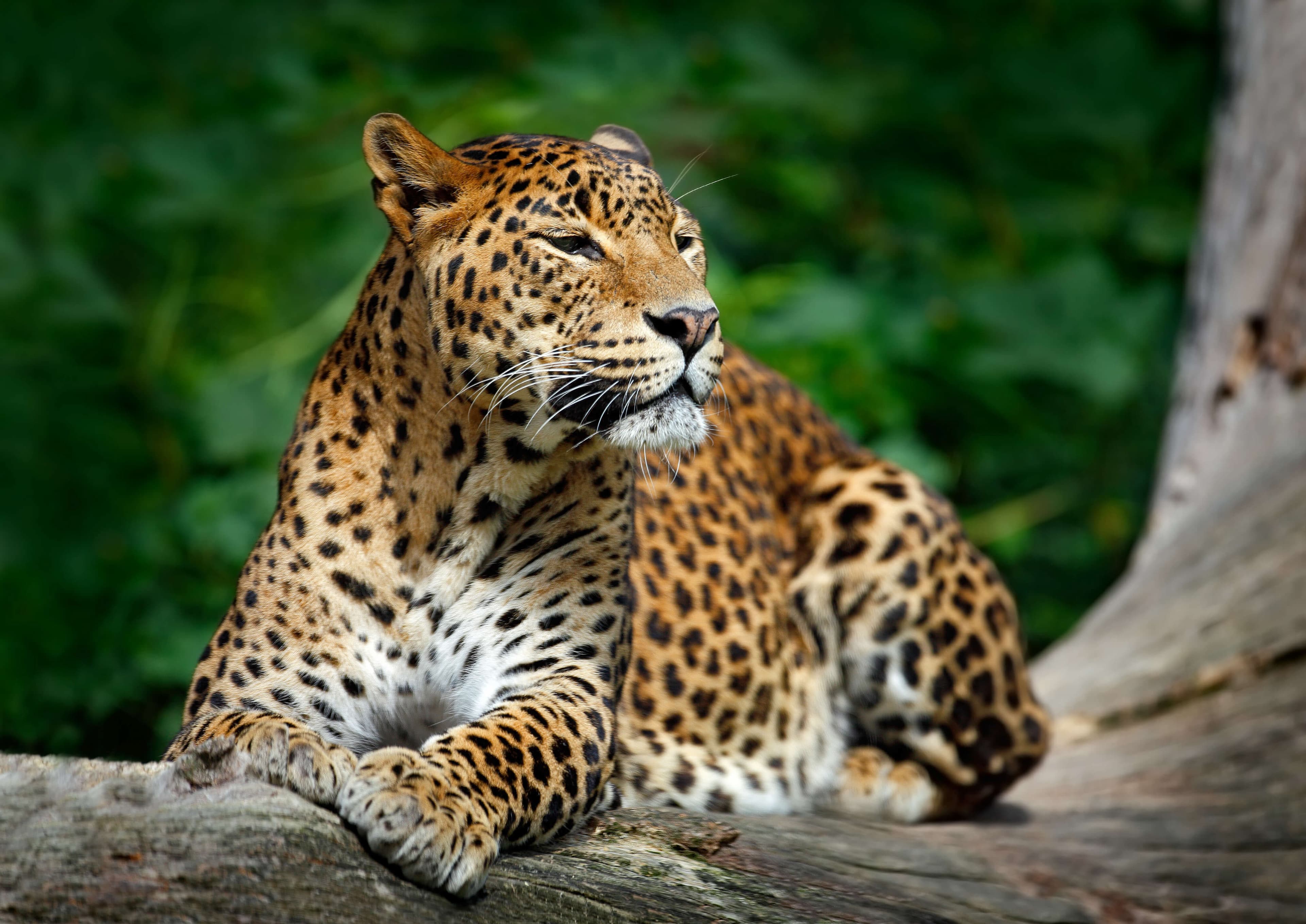 Sri Lankan leopard spotted in the nature habitat, Yala national park, Sri Lanka.